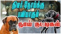 திடீர் நோய்க்கு பலியாகும் நாய் குட்டிகள் | Canine Distemper Virus Attack On Dogs |Dangerous Virus Diseases