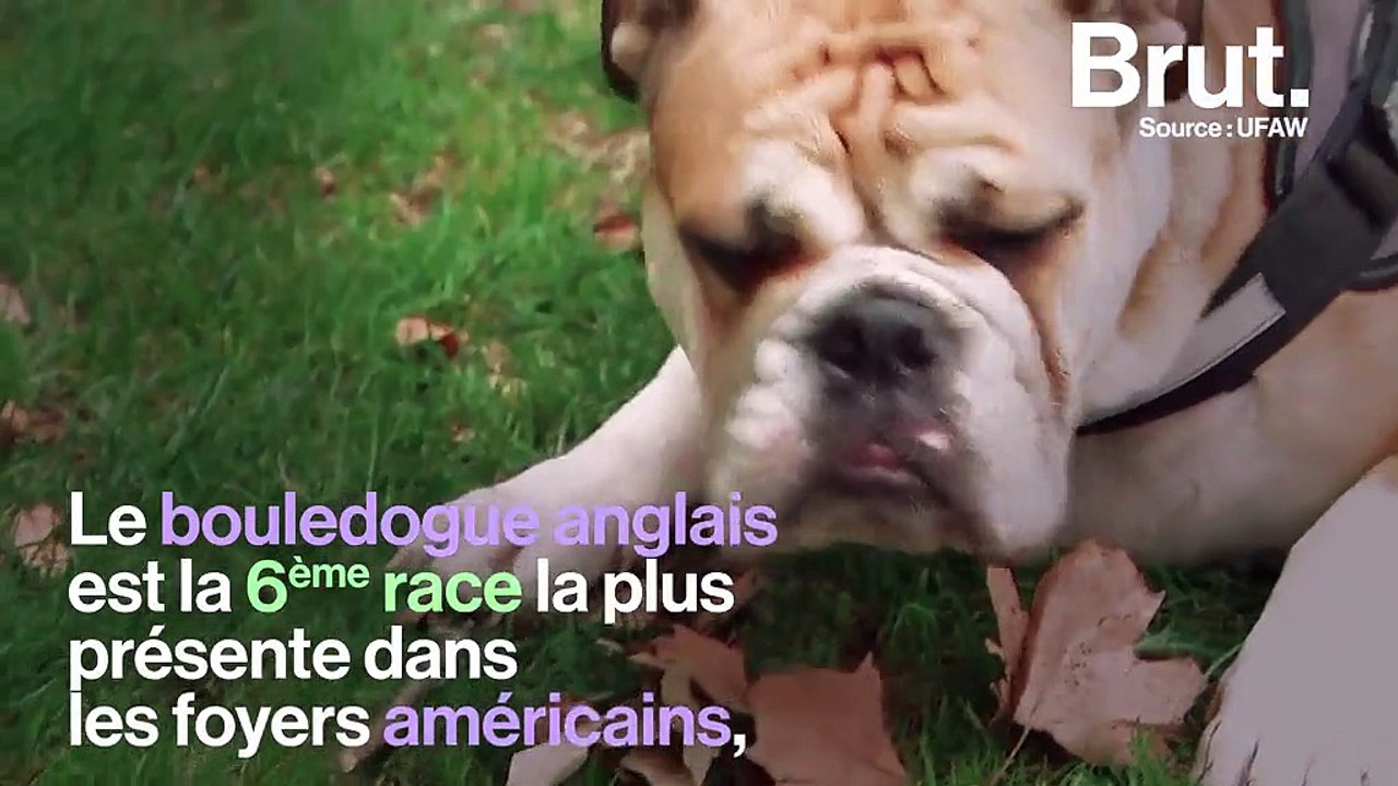 Ces chiens ultra populaires souffrent plus que vous ne le pensez