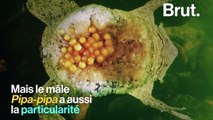 Le crapaud du Suriname porte ses œufs sur son dos (trypophobes, s'abstenir)