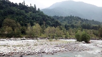 Beas River in Kullu valley- aerial view of river teaming with trout