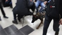 Narkotik Dedektör Köpeği 