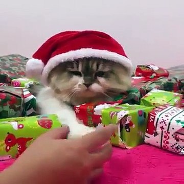 Mutlu Yıllar, Feliz Ano Novo , Feliz Año Nuevo , Happy New Year, Gutes Neues Jahr , Bonne Année , Felice Anno Nuovo , Un an nou fericit ,