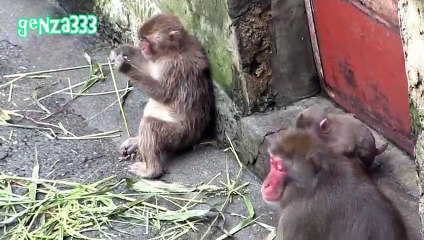 Baby monkey Cute animals Video # 20