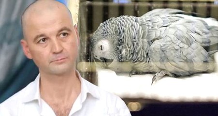 Son Dakika! Murat Özdemir'in Eziyet Ettiği Papağan Bahtiyar Öldü