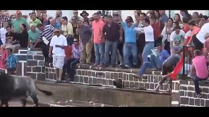 The powerful casualties of bulls