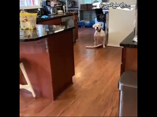 Gezmeye gideceğini öğrenince mutluluktan havaya uçan engelli köpek