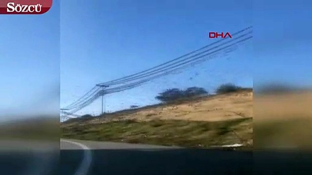 Yola inen sığırcıklar sürücülere zor anlar yaşattı