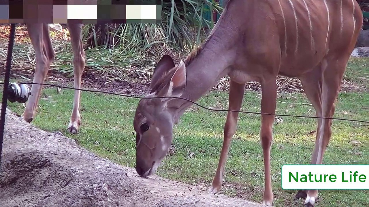 Aller au zoo pour voir le lion, le tigre, le cerf