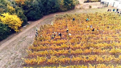 Saint-Germain-en-Laye vue du ciel #1