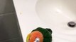 Cette perruche adore se faire brosser avec une brosse à dents électrique