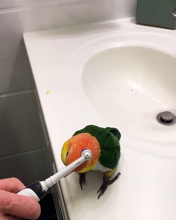 Cette perruche adore se faire brosser avec une brosse à dents électrique