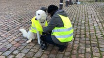 Gilets jaunes à Falaise. Une marche citoyenne dans les rues du centre-ville