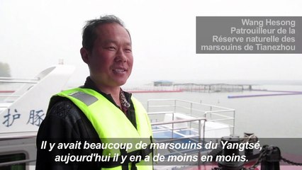 Chine: SOS pour les marsouins du Yangtsé