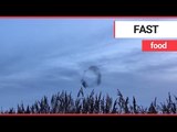 10,000 flying starlings come under attack by hungry falcon | SWNS TV