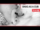 Cute polar bear cub size of guinea pig snuggles up with mum | SWNS TV