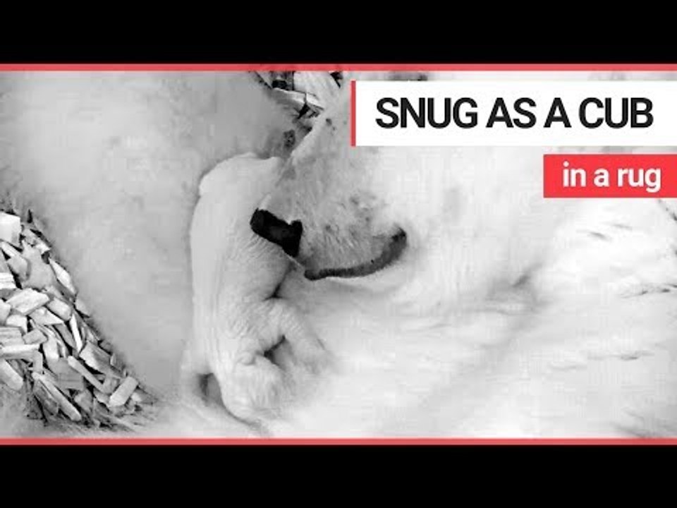 Cute polar bear cub size of guinea pig snuggles up with mum | SWNS TV