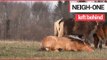 Heartwarming footage shows wild horses trying to help a member of his herd back up | SWNS TV