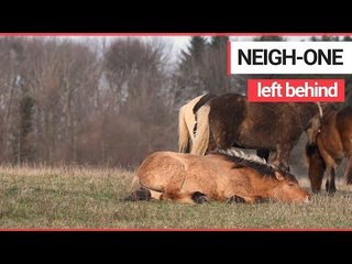 Download Video: Heartwarming footage shows wild horses trying to help a member of his herd back up | SWNS TV