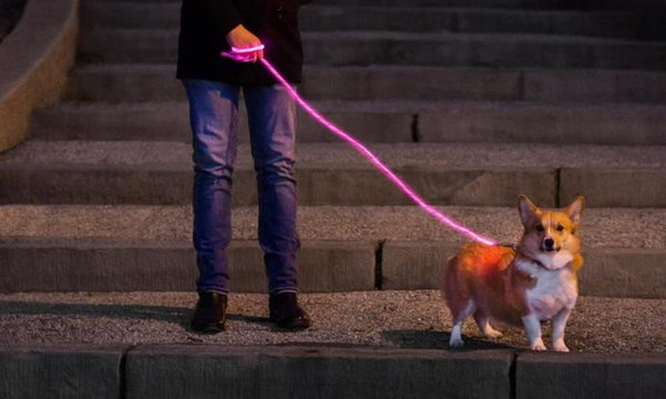 رباط مضيء للحيوانات الأليفة... النزهات أصبحت أكثر أماناً