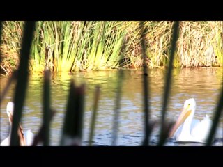 White pelicans