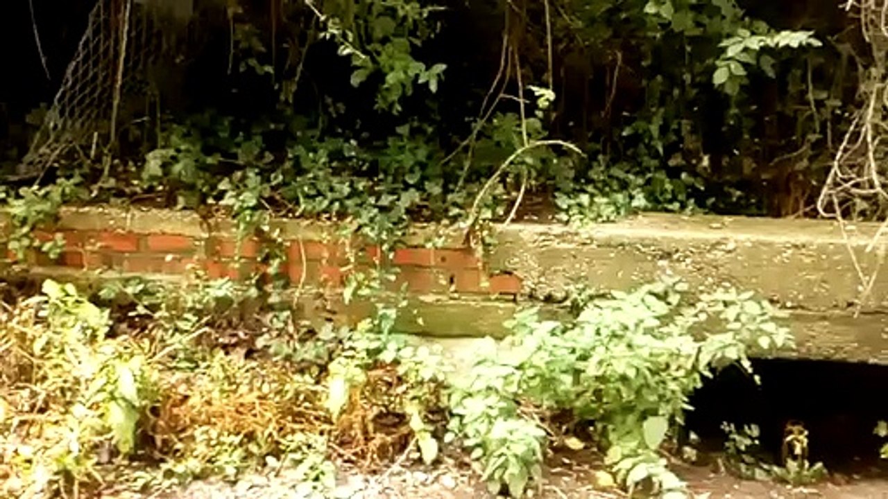Inside an old farm access bridge on the disused Chichester to Midhurst railway line