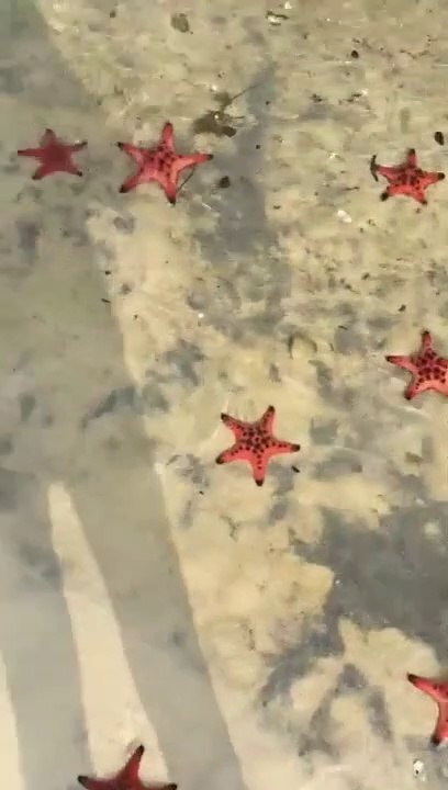 Il filme des centaines d'étoiles de mer sur une plage... Magnifique