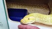 Ce python birman a l'air tellement adorable... Une vrai peluche