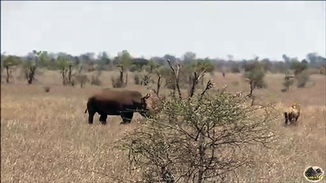 Rhinoceros vs Lion - qui est le plus fort