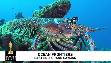 Dive Grand Cayman's East End with Ocean Frontiers
