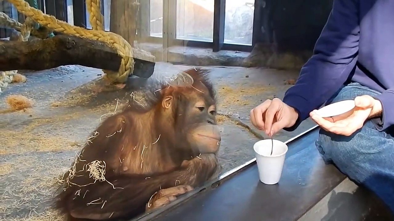 Un orang-outan bluffé par un tour de magie