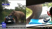 [투데이 영상] '음식, 어딨어요?' 무법자 코끼리