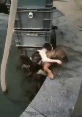Incredible Moment Dog Saves A Drowning Cat
