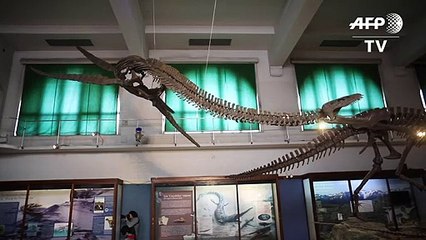 Argentina apresenta espécie que viveu há 65 milhões de anos