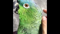 Funny Parrots and Cute Birds Compilation #84