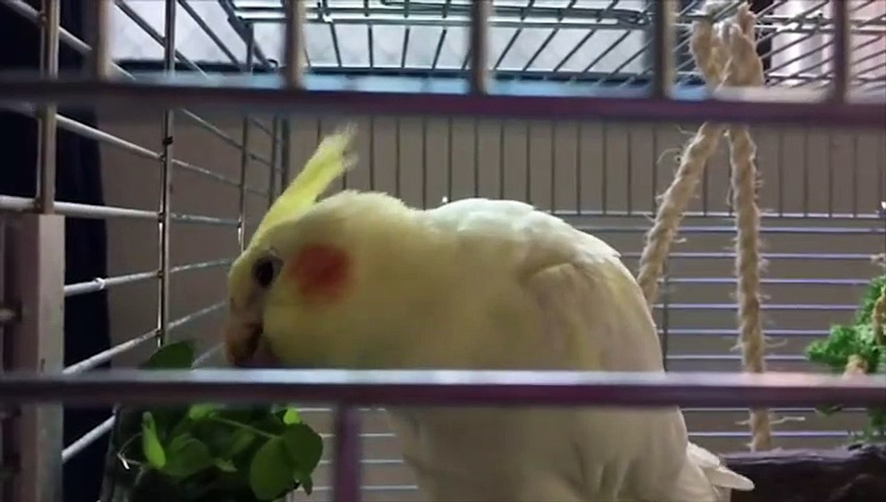 Funny Parrots and Cute Birds Compilation #86