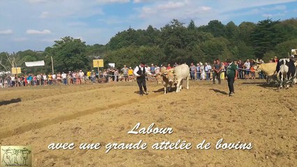 grande attelée fête vache nantaise 2018