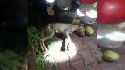 Merdiven boşluğunda suya düşen köpek  donmaktan son anda kurtarıldı