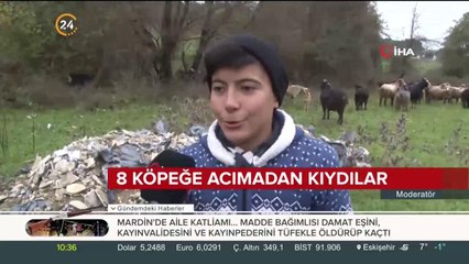 8 köpeği zehirlediler