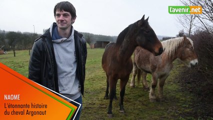 L'étonnante histoire du cheval Argonaut