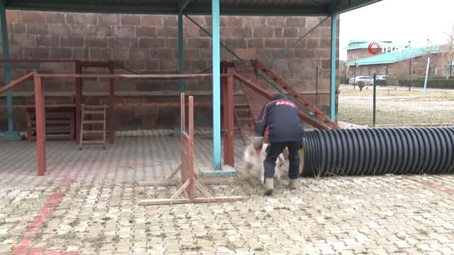 Afad'ın Hayat Kurtaran Köpeği 'Pasha' Başarıya Doymuyor