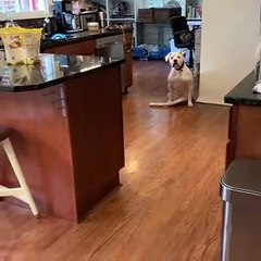 Un chien handicapé content d'aller jouer avec ses roues