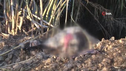 Antalya'da 'Gizemli' Koyun Katliamı...11 Romanov Cinsi Hamile Koyundan 6 Tanesi Parçalanmış Halde...