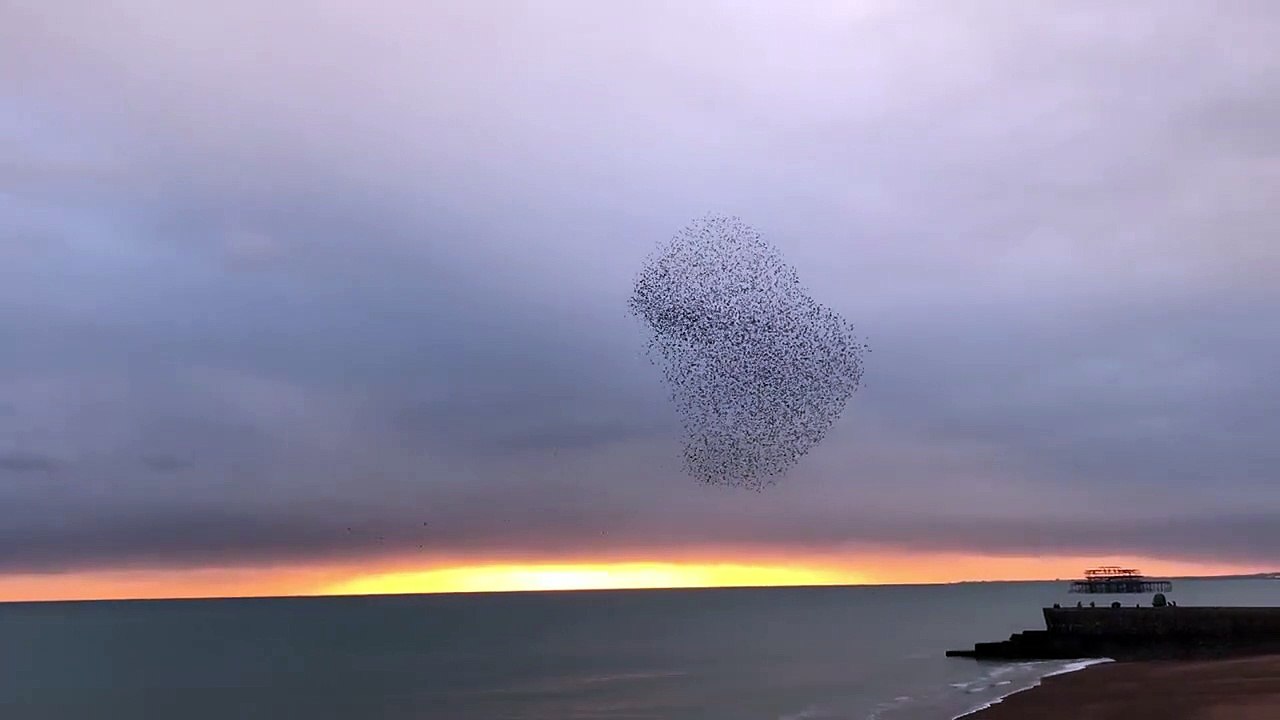 Un aigle chasse dans une mass d'oiseaux