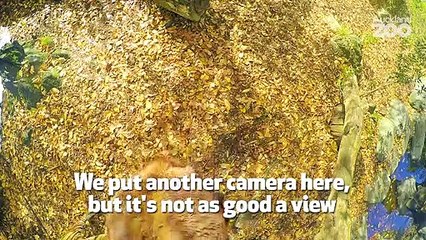 Sumatran Tiger  Facts