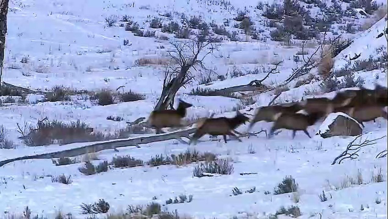 Nat Geo The Rise of Black Wolf video Dailymotion