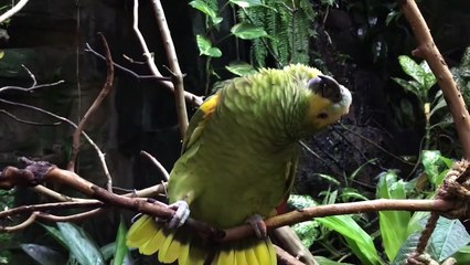 Quand un perroquet interprète une chanson de Mariah Carey