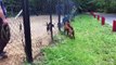 Pit bull vs Boxer dog attack
