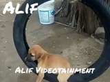 Hilarious Dog On Tyre Swing..So Funny