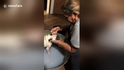 Adorable pug takes a relaxing bath