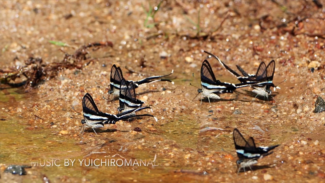 Ces superbes papillons sont des "Dragons Verts" en Thailande !